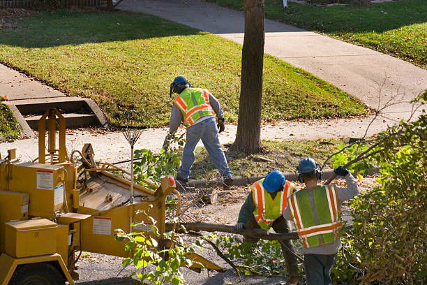 Best Tree Disease Treatment  in Abbeville, SC